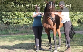Apprenez a dresser